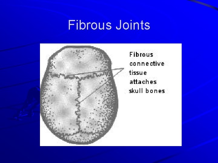 Fibrous Joints 