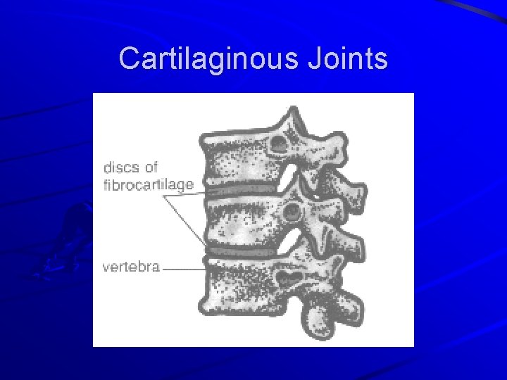 Cartilaginous Joints 