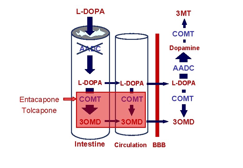 L-DOPA 3 MT COMT Dopamine AADC Entacapone Tolcapone L-DOPA COMT 3 OMD Intestine Circulation