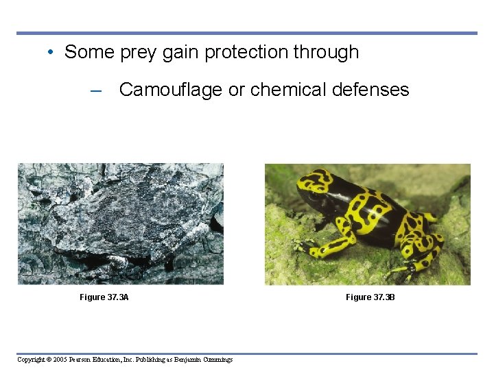  • Some prey gain protection through – Camouflage or chemical defenses Figure 37.