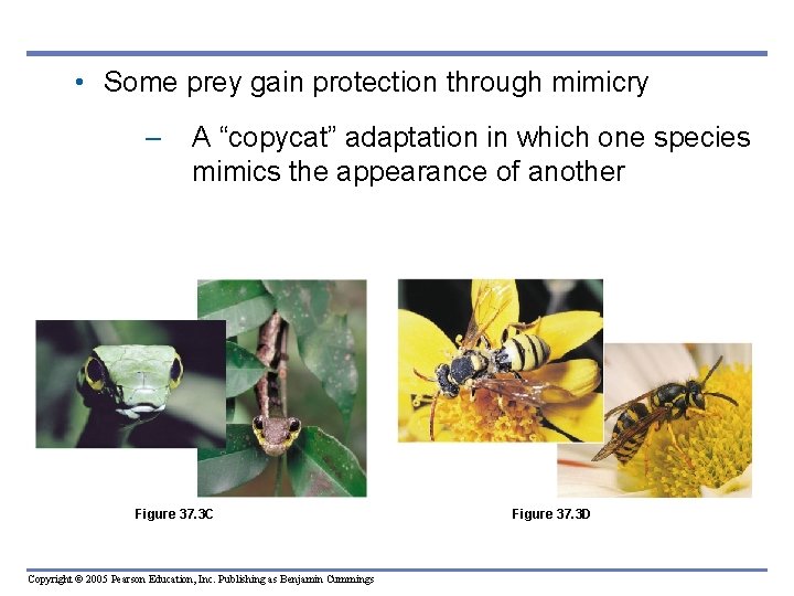  • Some prey gain protection through mimicry – A “copycat” adaptation in which