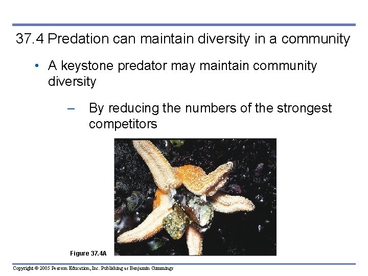 37. 4 Predation can maintain diversity in a community • A keystone predator may