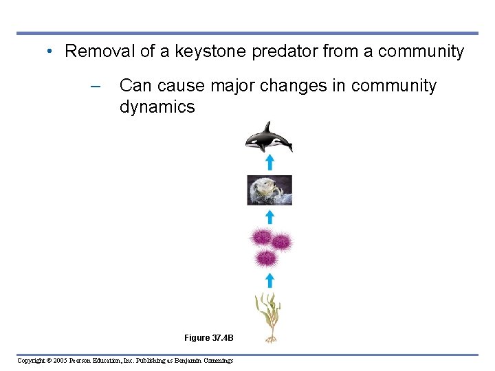  • Removal of a keystone predator from a community – Can cause major