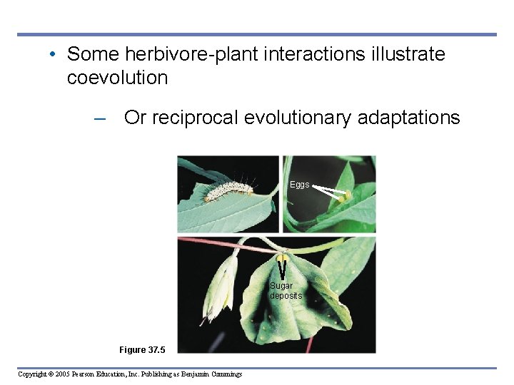  • Some herbivore-plant interactions illustrate coevolution – Or reciprocal evolutionary adaptations Eggs Sugar