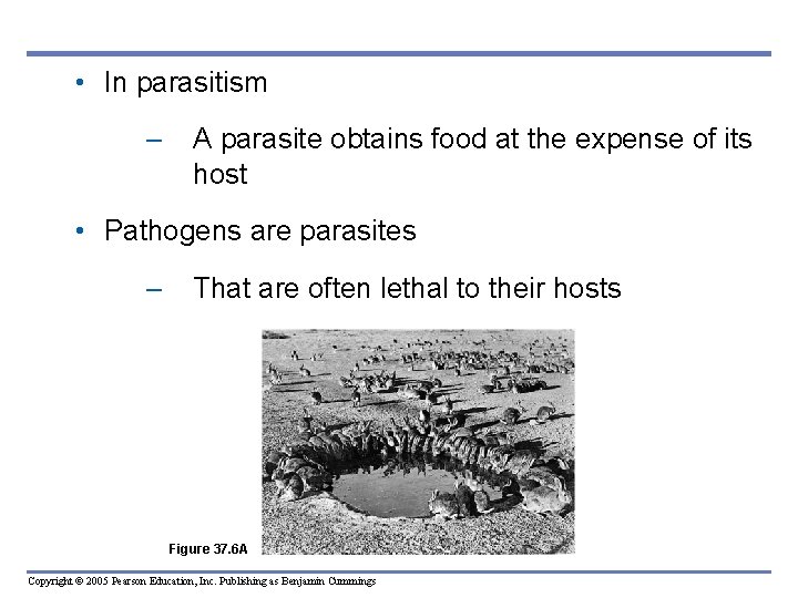  • In parasitism – A parasite obtains food at the expense of its