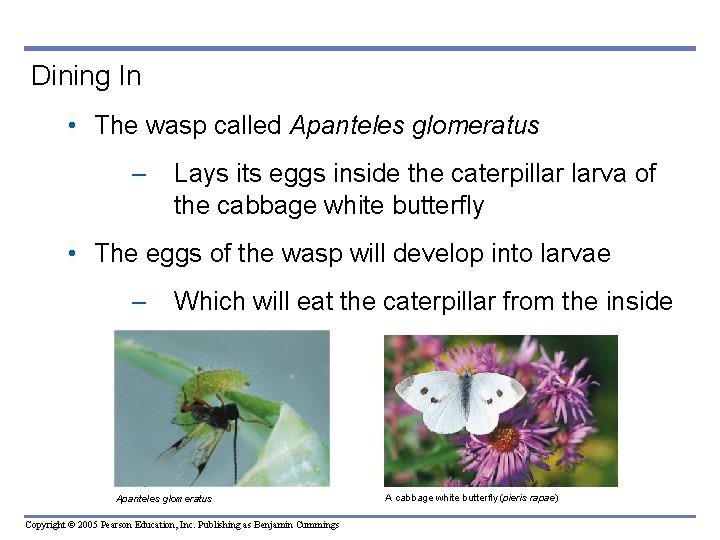 Dining In • The wasp called Apanteles glomeratus – Lays its eggs inside the