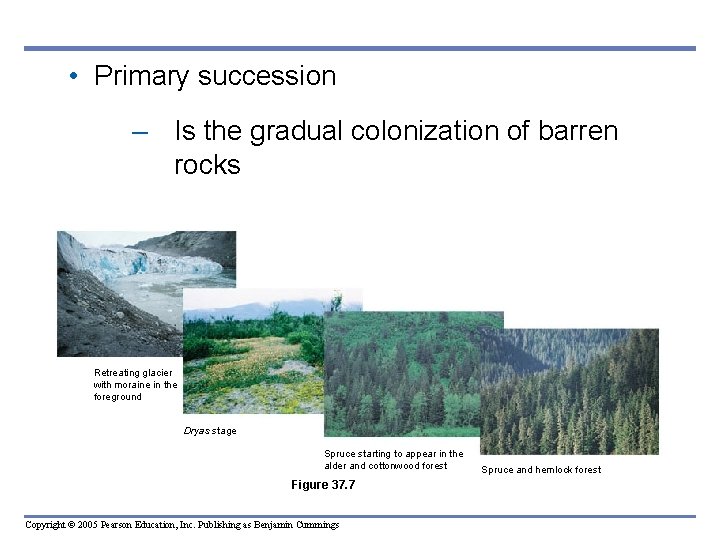  • Primary succession – Is the gradual colonization of barren rocks Retreating glacier