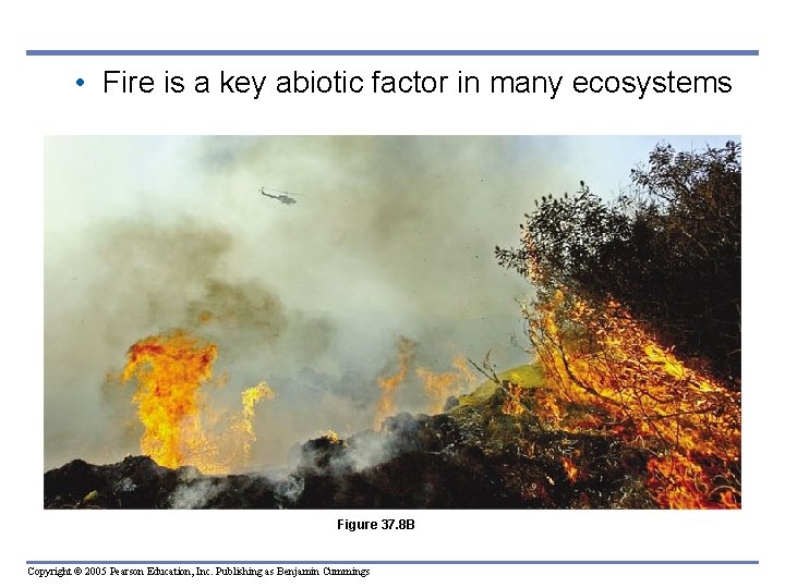  • Fire is a key abiotic factor in many ecosystems Figure 37. 8