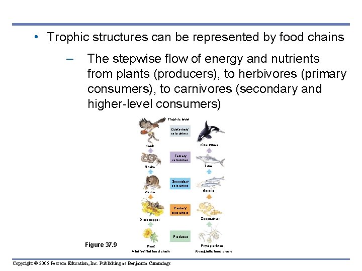  • Trophic structures can be represented by food chains – The stepwise flow