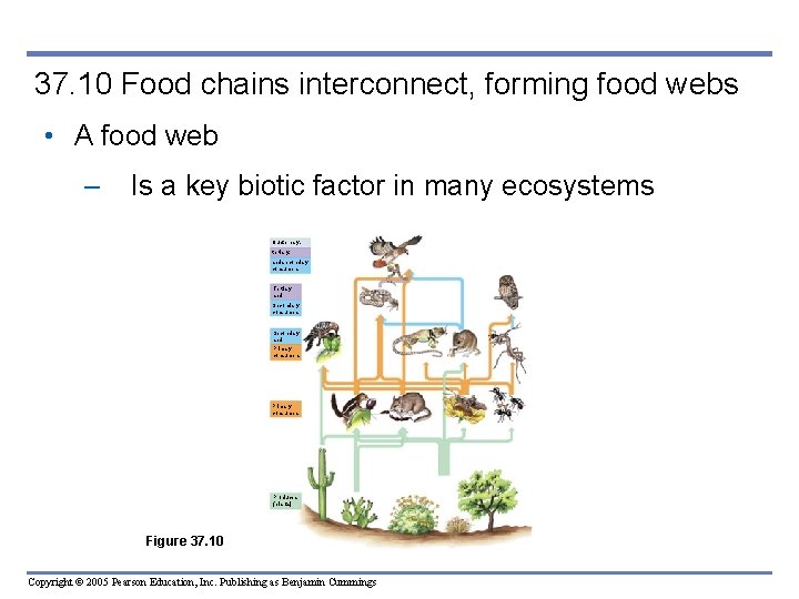 37. 10 Food chains interconnect, forming food webs • A food web – Is