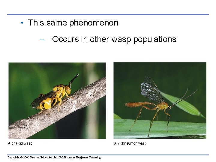  • This same phenomenon – Occurs in other wasp populations A chalcid wasp