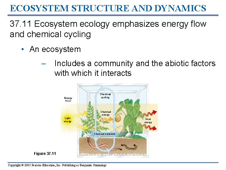 ECOSYSTEM STRUCTURE AND DYNAMICS 37. 11 Ecosystem ecology emphasizes energy flow and chemical cycling