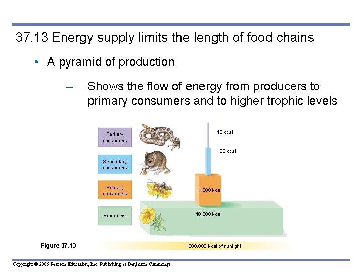 37. 13 Energy supply limits the length of food chains • A pyramid of