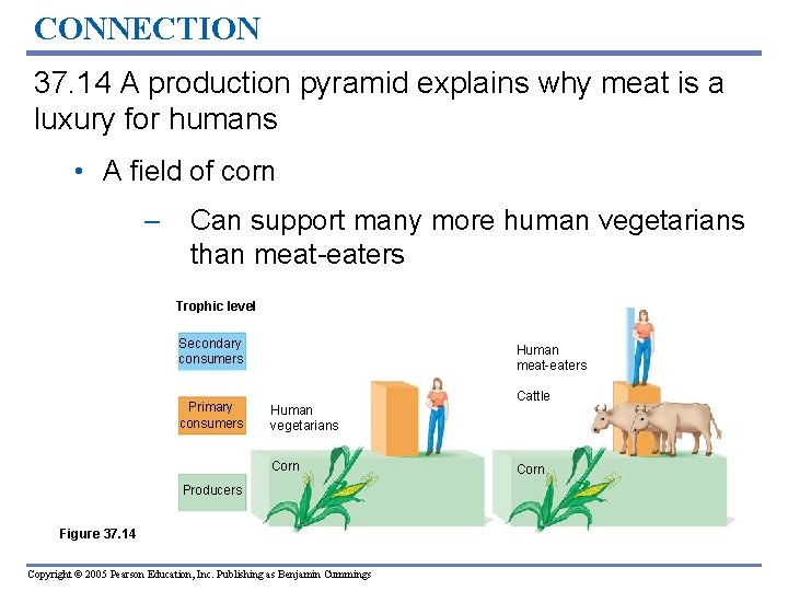 CONNECTION 37. 14 A production pyramid explains why meat is a luxury for humans