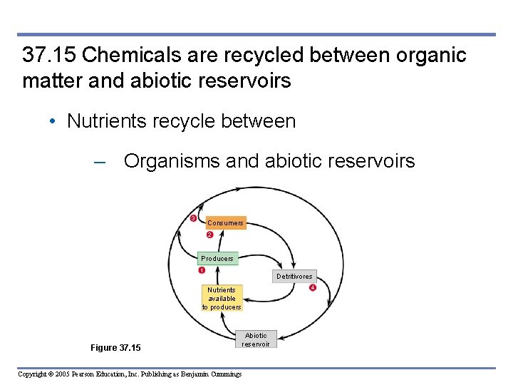 37. 15 Chemicals are recycled between organic matter and abiotic reservoirs • Nutrients recycle