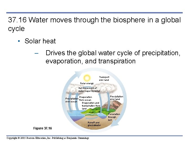 37. 16 Water moves through the biosphere in a global cycle • Solar heat