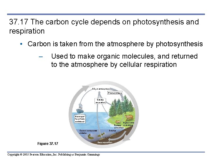 37. 17 The carbon cycle depends on photosynthesis and respiration • Carbon is taken