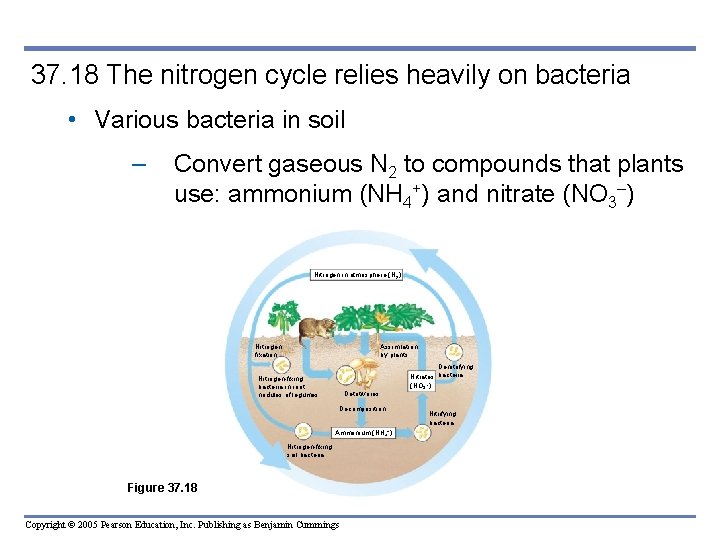 37. 18 The nitrogen cycle relies heavily on bacteria • Various bacteria in soil