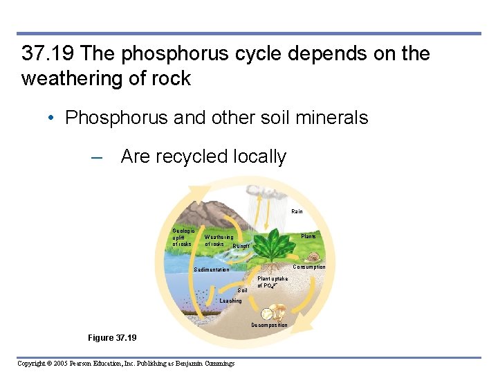 37. 19 The phosphorus cycle depends on the weathering of rock • Phosphorus and