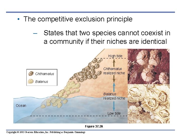  • The competitive exclusion principle – States that two species cannot coexist in