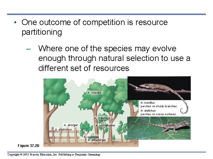  • One outcome of competition is resource partitioning – Where one of the
