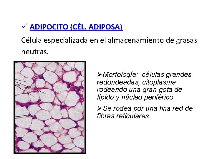 ü ADIPOCITO (CÉL. ADIPOSA) Célula especializada en el almacenamiento de grasas neutras. ØMorfología: células