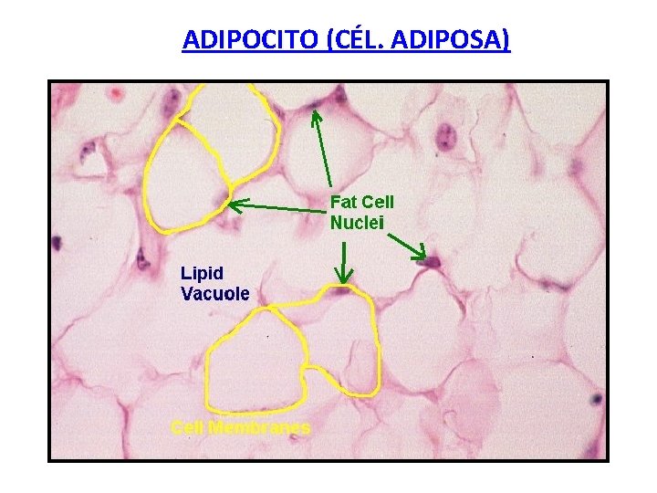 ADIPOCITO (CÉL. ADIPOSA) 