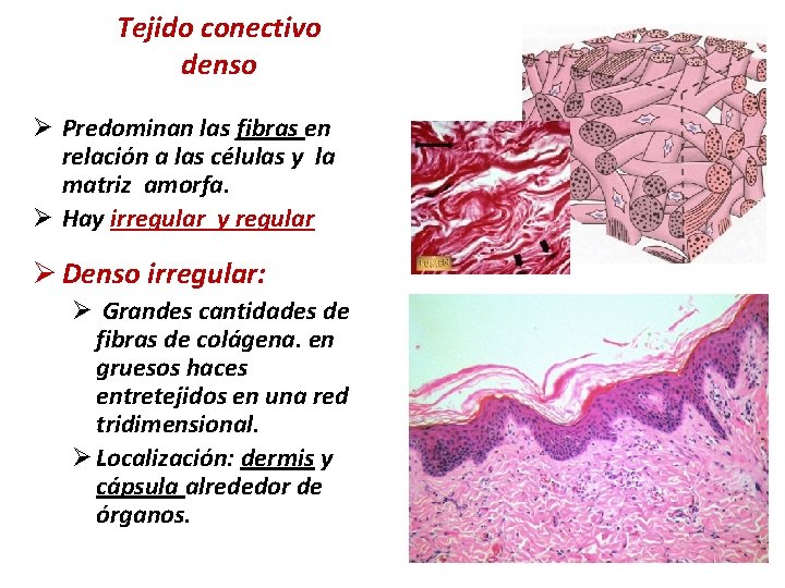 Tejido conectivo denso Ø Predominan las fibras en relación a las células y la