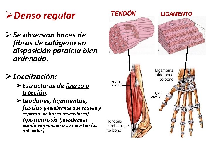 ØDenso regular Ø Se observan haces de fibras de colágeno en disposición paralela bien