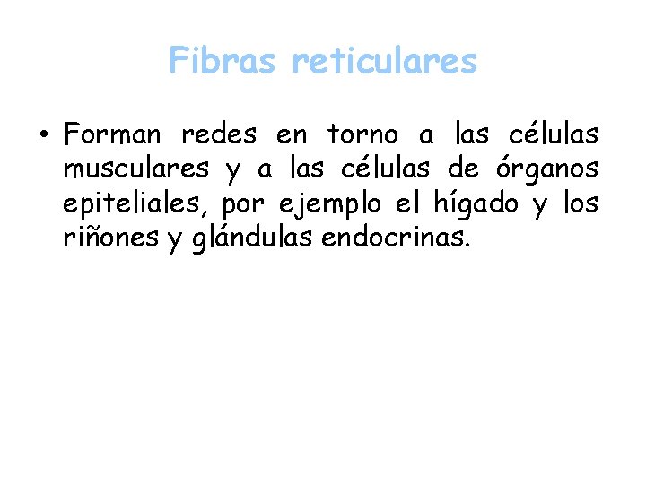 Fibras reticulares • Forman redes en torno a las células musculares y a las
