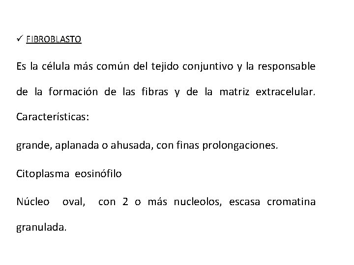 ü FIBROBLASTO Es la célula más común del tejido conjuntivo y la responsable de