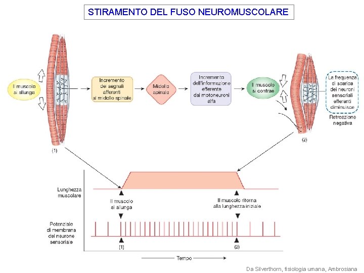 STIRAMENTO DEL FUSO NEUROMUSCOLARE Da Silverthorn, fisiologia umana, Ambrosiana 