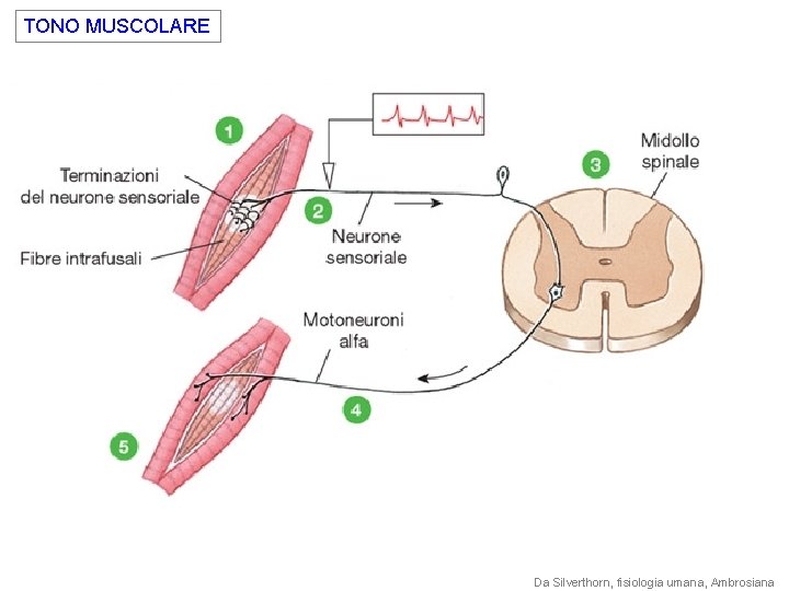 TONO MUSCOLARE Da Silverthorn, fisiologia umana, Ambrosiana 