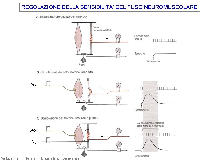 REGOLAZIONE DELLA SENSIBILITA’ DEL FUSO NEUROMUSCOLARE IA Aa IA Ag Da Kandel et al.