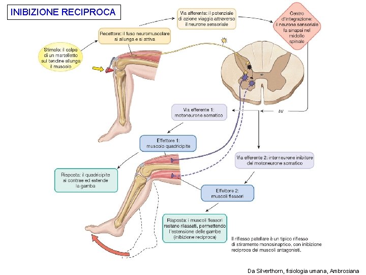 INIBIZIONE RECIPROCA Da Silverthorn, fisiologia umana, Ambrosiana 