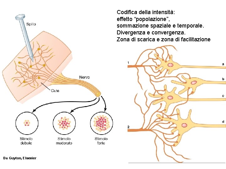 Codifica della intensità: effetto “popolazione”, sommazione spaziale e temporale. Divergenza e convergenza. Zona di