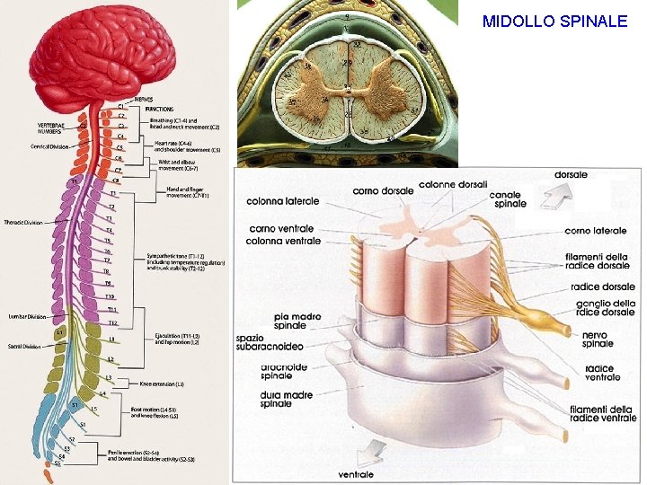 MIDOLLO SPINALE 