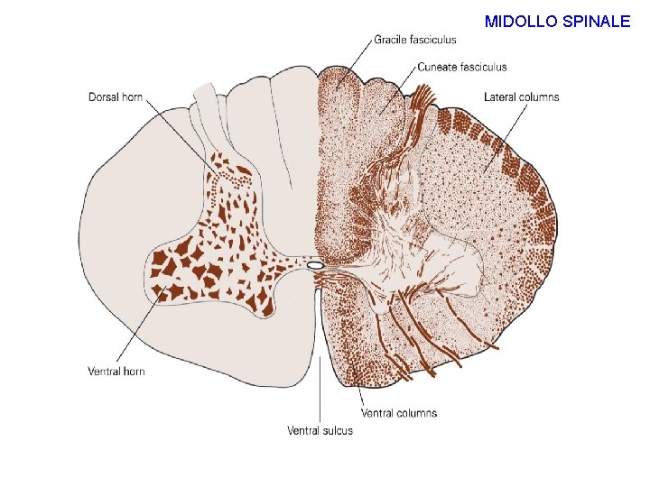 MIDOLLO SPINALE 