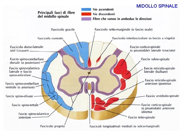 MIDOLLO SPINALE 