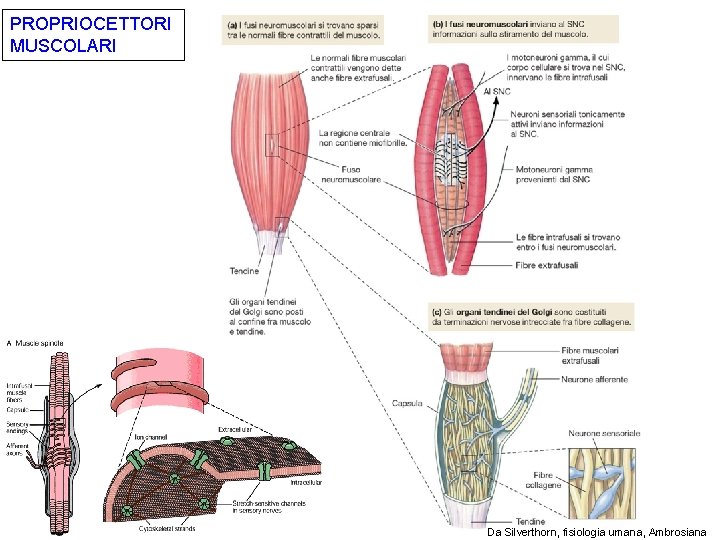 PROPRIOCETTORI MUSCOLARI Da Silverthorn, fisiologia umana, Ambrosiana 