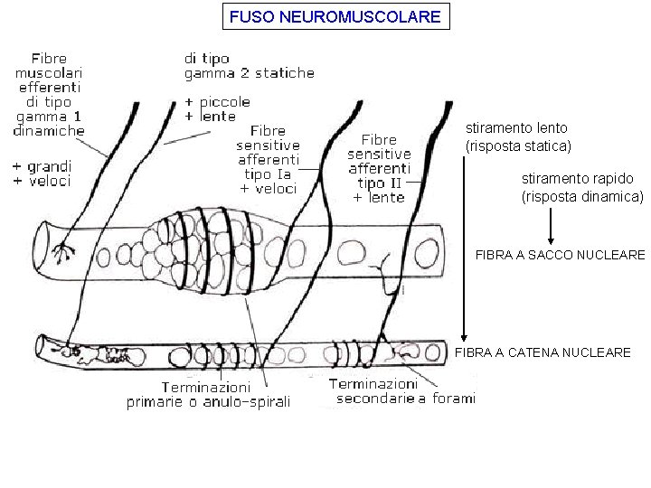 FUSO NEUROMUSCOLARE stiramento lento (risposta statica) stiramento rapido (risposta dinamica) FIBRA A SACCO NUCLEARE