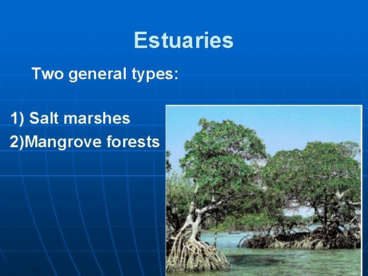Estuaries Two general types: 1) Salt marshes 2)Mangrove forests 