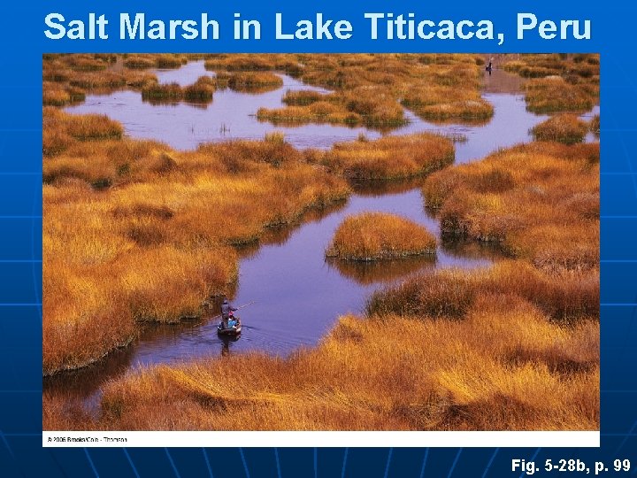 Salt Marsh in Lake Titicaca, Peru Fig. 5 -28 b, p. 99 