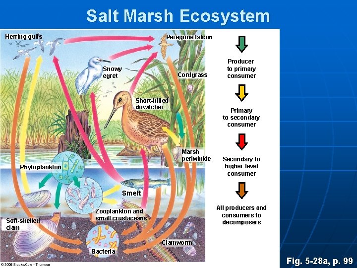 Salt Marsh Ecosystem Herring gulls Peregrine falcon Snowy egret Cordgrass Short-billed dowitcher Producer to