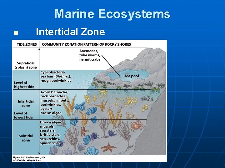 Marine Ecosystems n Intertidal Zone 