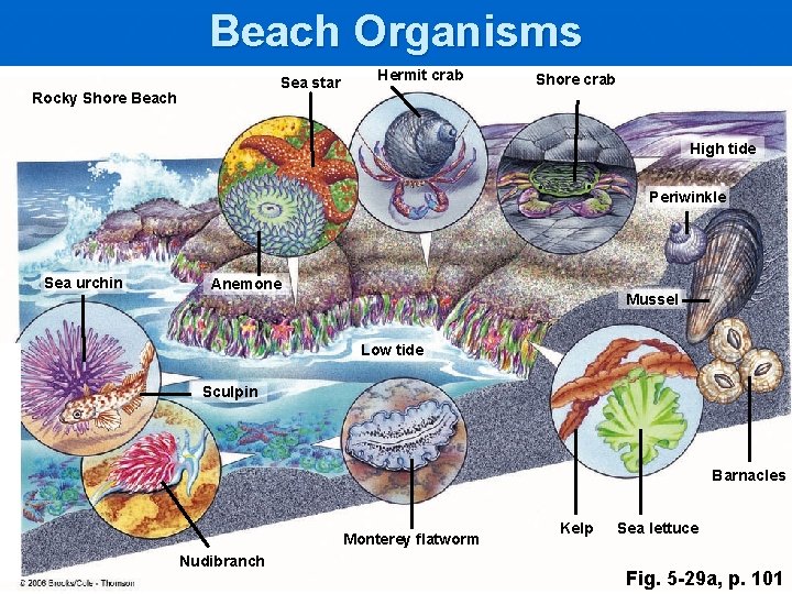 Beach Organisms Sea star Rocky Shore Beach Hermit crab Shore crab High tide Periwinkle