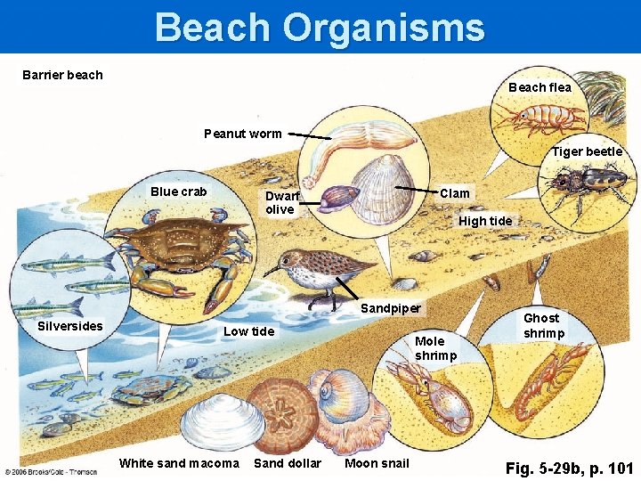 Beach Organisms Barrier beach Beach flea Peanut worm Tiger beetle Blue crab Clam Dwarf