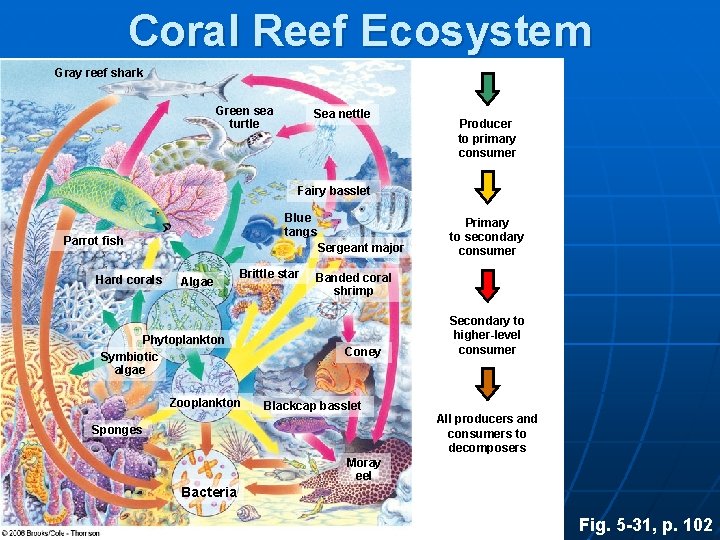 Coral Reef Ecosystem Gray reef shark Green sea turtle Sea nettle Producer to primary