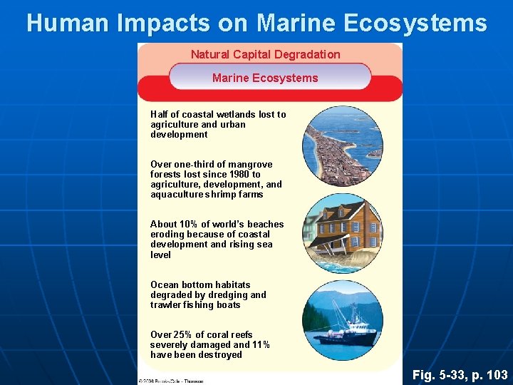 Human Impacts on Marine Ecosystems Natural Capital Degradation Marine Ecosystems Half of coastal wetlands