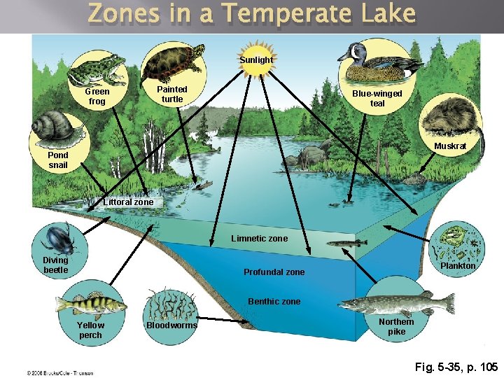 Zones in a Temperate Lake Sunlight Painted turtle Green frog Blue-winged teal Muskrat Pond